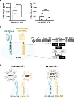 Combining CSPG4-CAR and CD20-CCR for treatment of metastatic melanoma